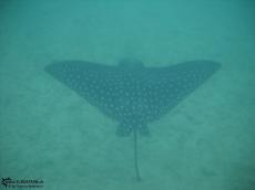 Eagle Ray - Underwater Galapagos 2010 -DSCN5706 Eagle Ray - Underwater Galapagos 2010 -DSCN5706